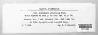 Puccinia abundans image